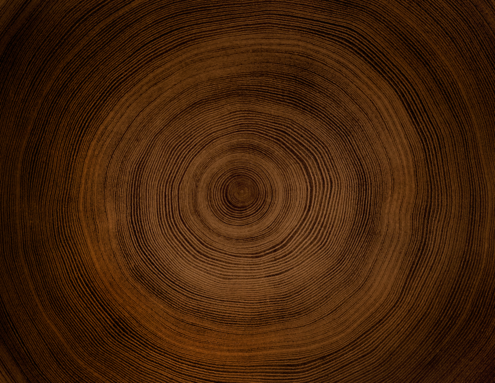 Tree rings of an oak, Shutterstock